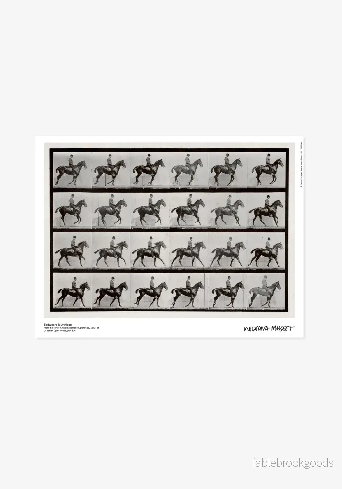 Poster: Eadweard Muybridge, Ur serien Djur i rörelse Poster: Eadweard Muybridge, Ur serien Djur i rörelse