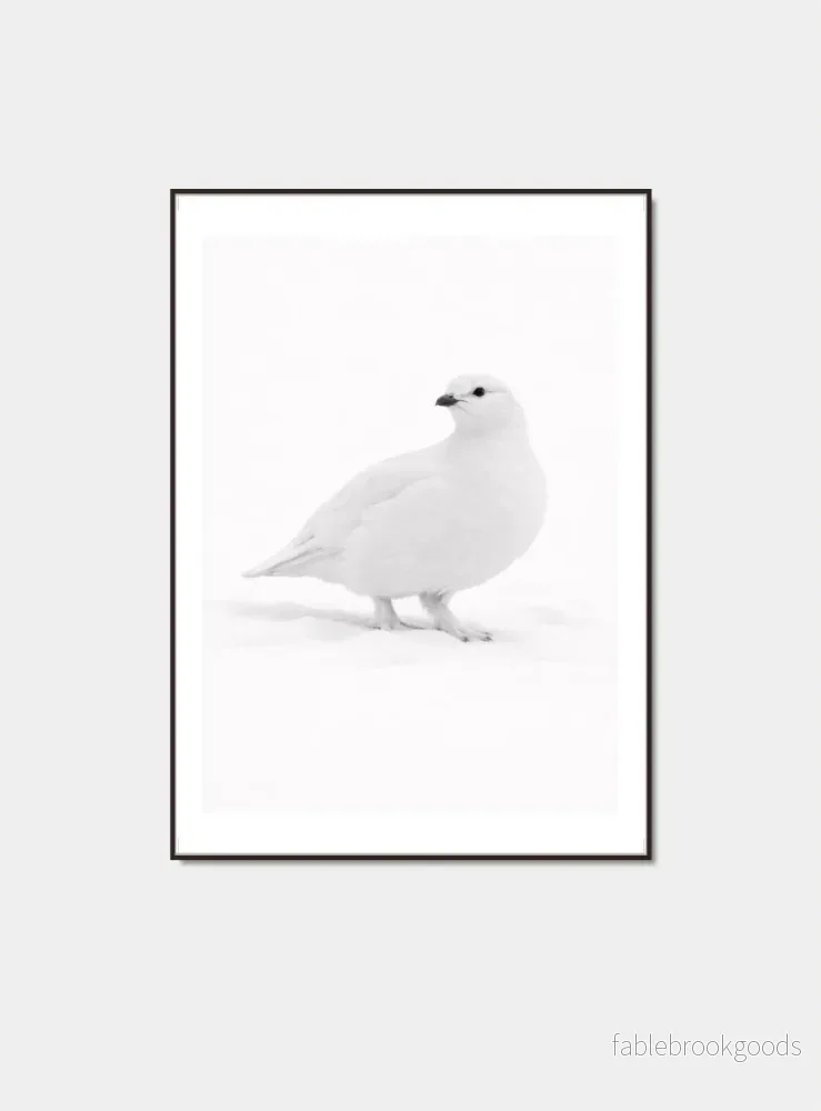 Fjällripa poster
